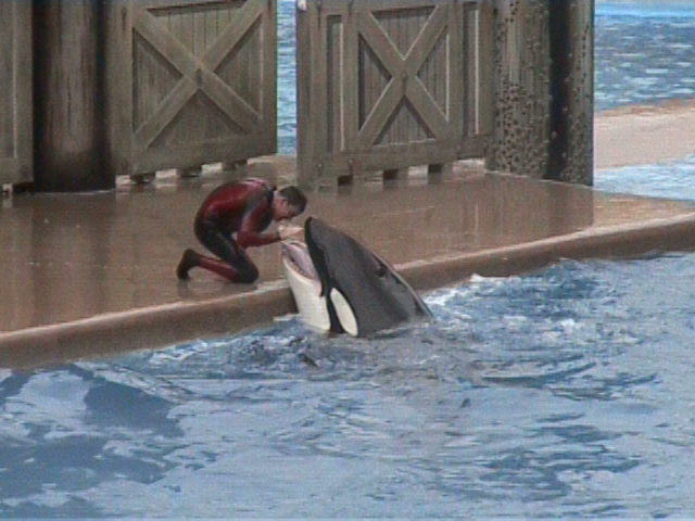 shamoo.jpg